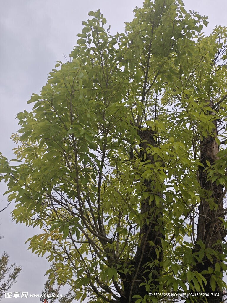 挺拔绿树展现盎然生机