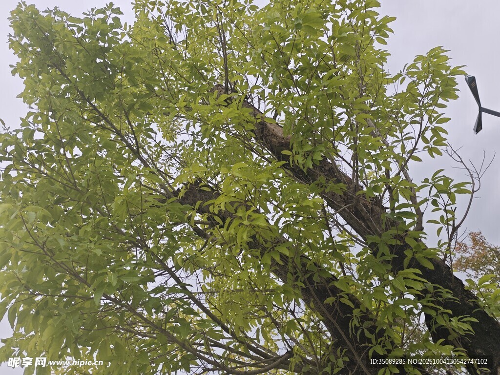 绿叶间飞鸟