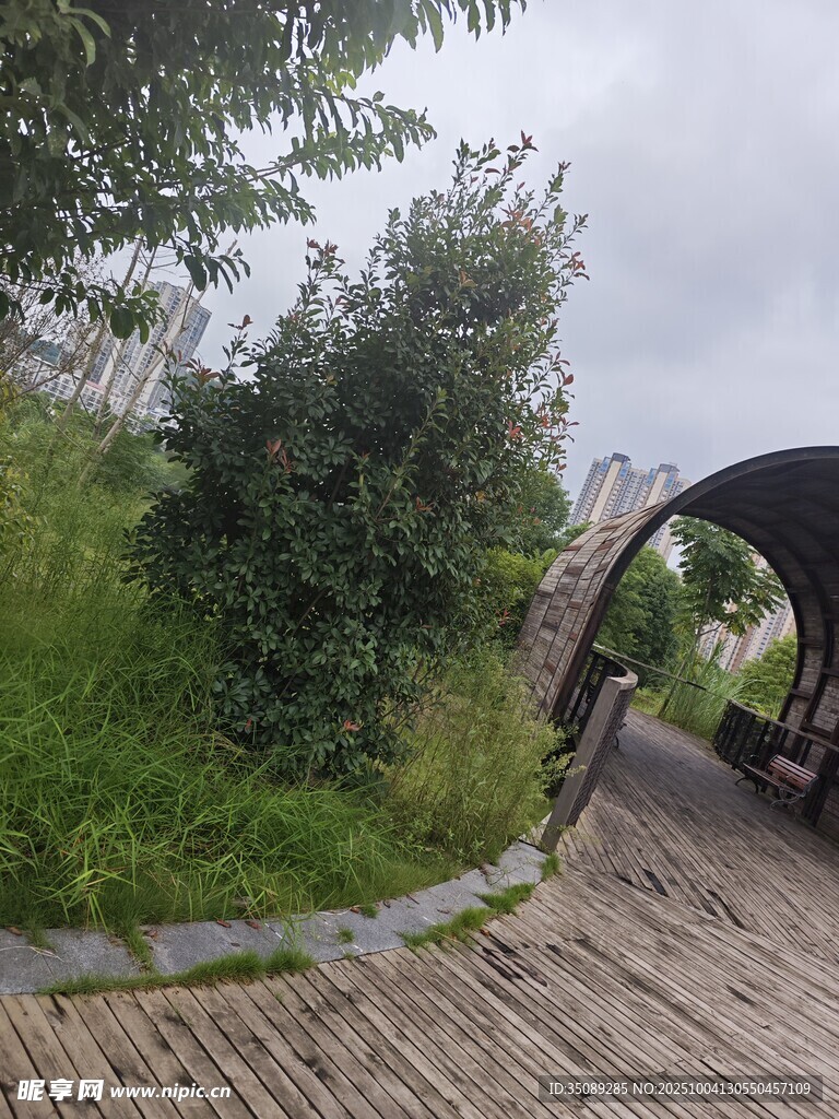 林间木栈道旁绿植景观