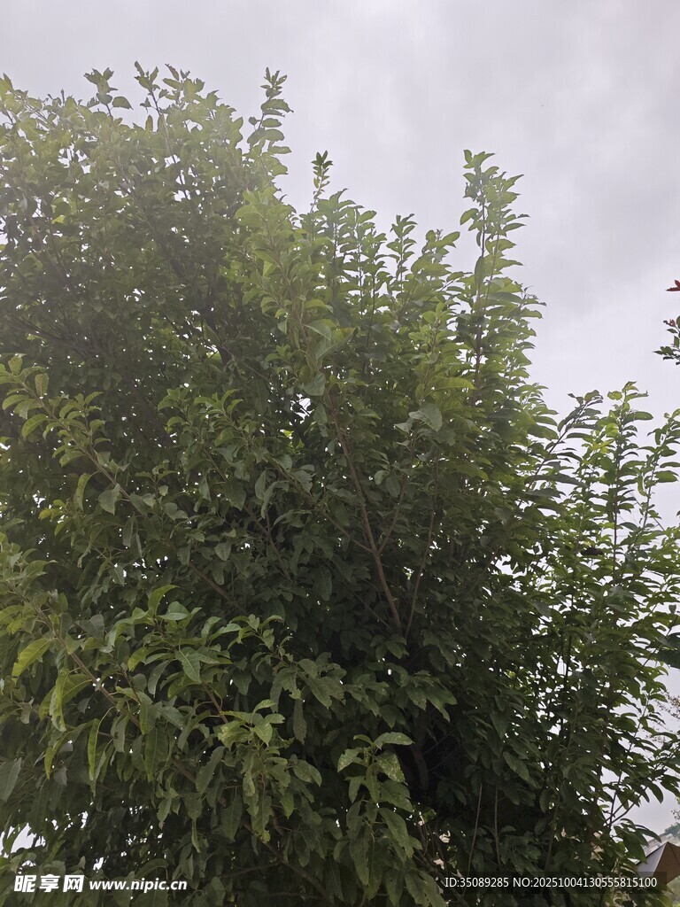 茂盛绿树展现自然生机