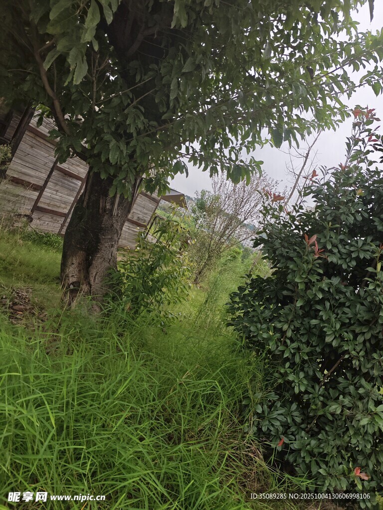 庭院绿植景观