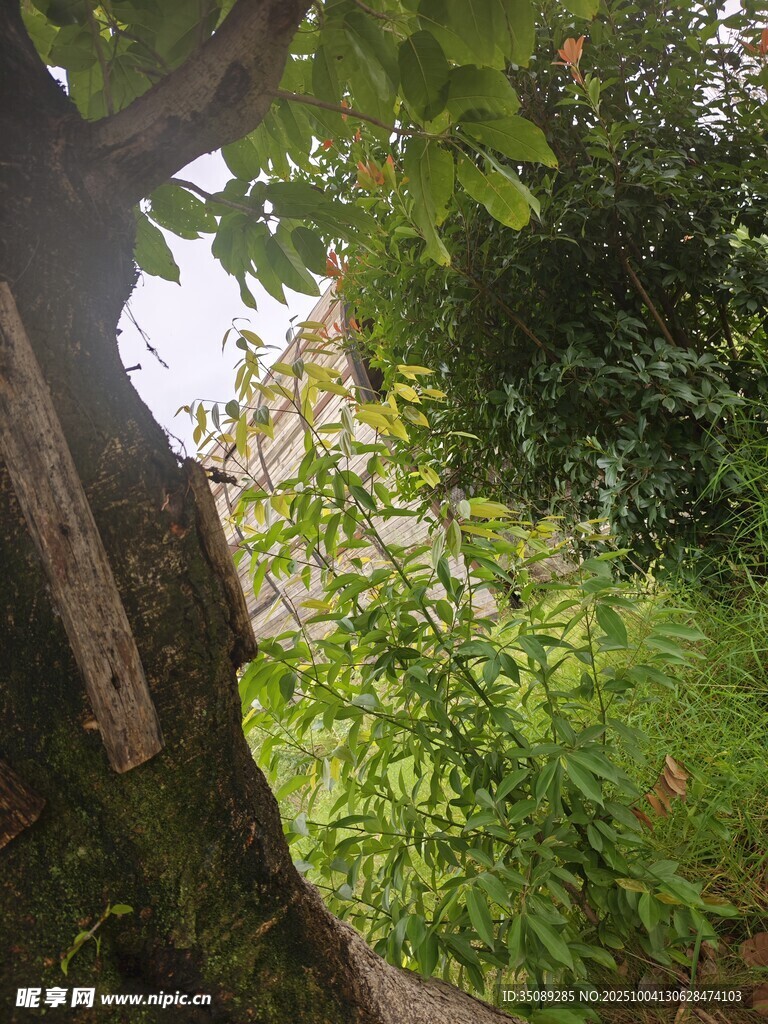 树干旁繁茂的绿植景观