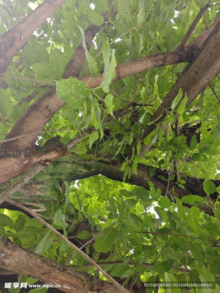葡萄架下的繁茂绿叶