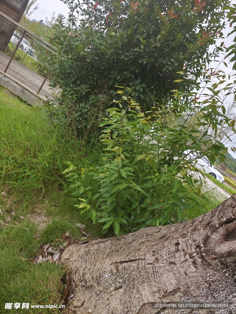 户外绿植与树干景象
