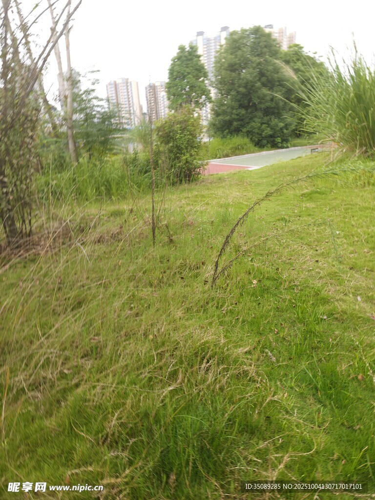 户外草地与树木景观