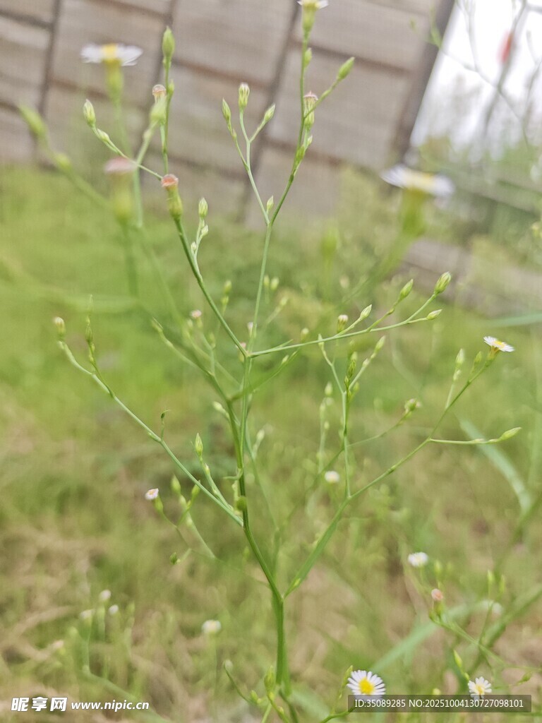 野外嫩绿小花植物特写