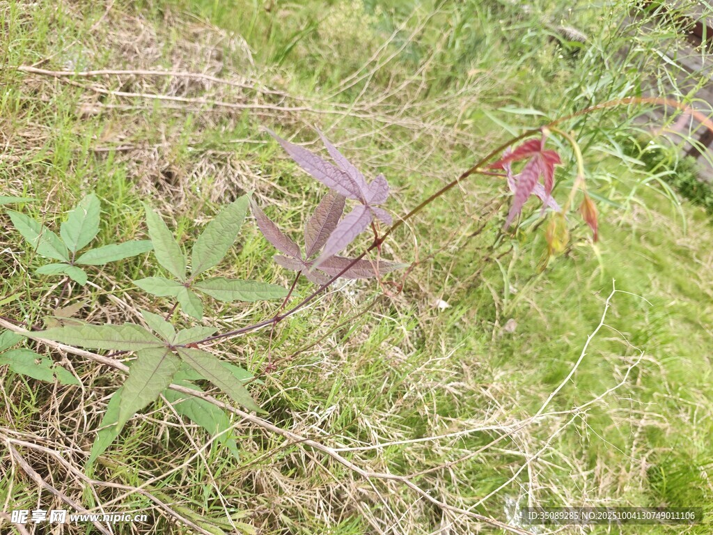 草丛中的紫色植物