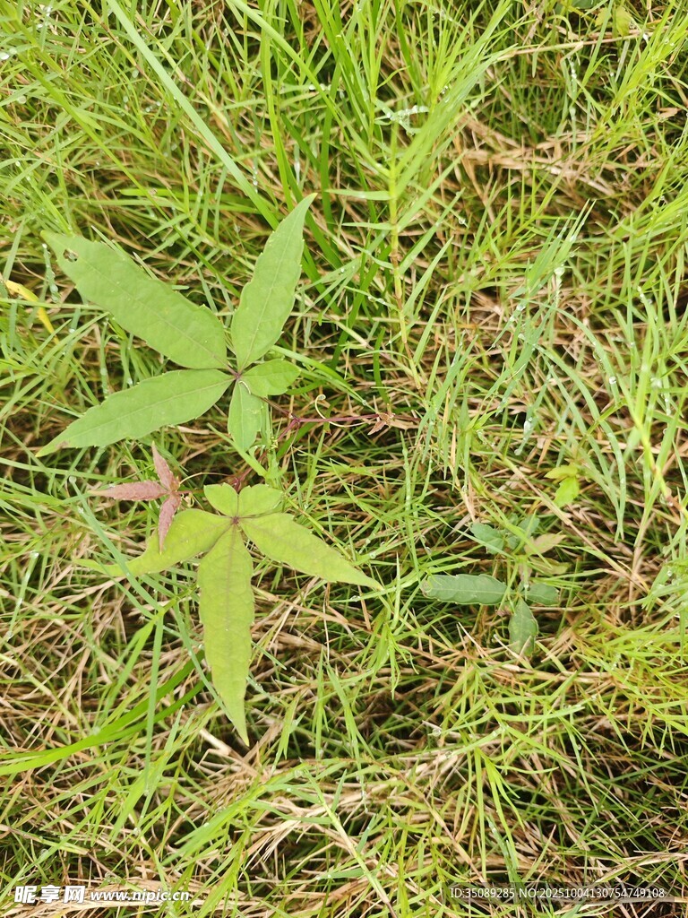 草丛中的嫩绿植物
