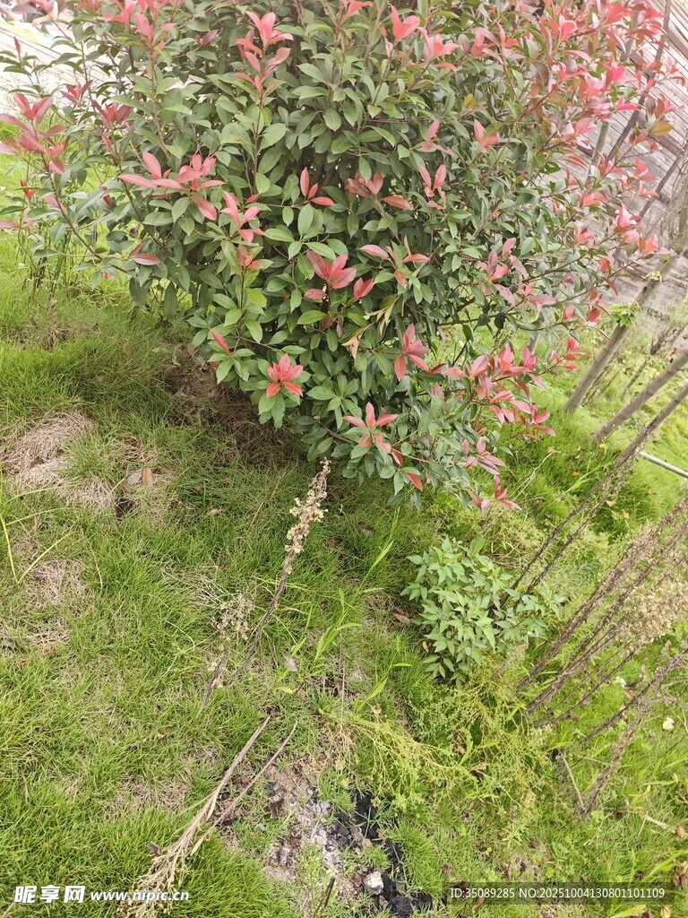 山坡上盛开的鲜艳花丛