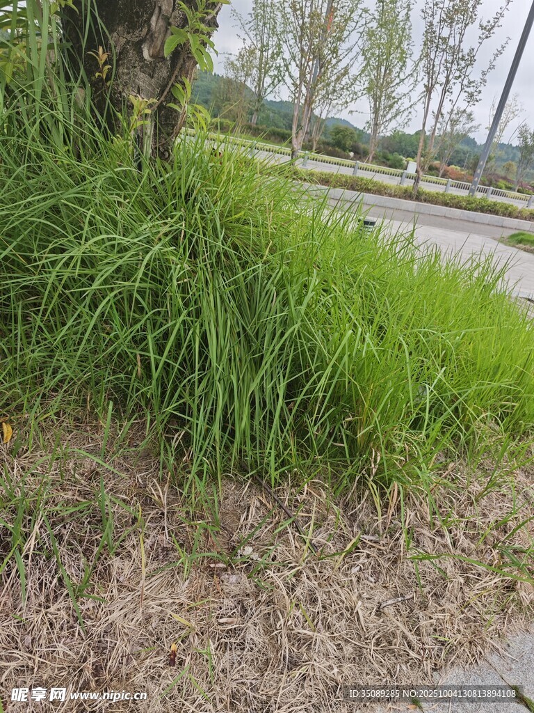 路边草地景象