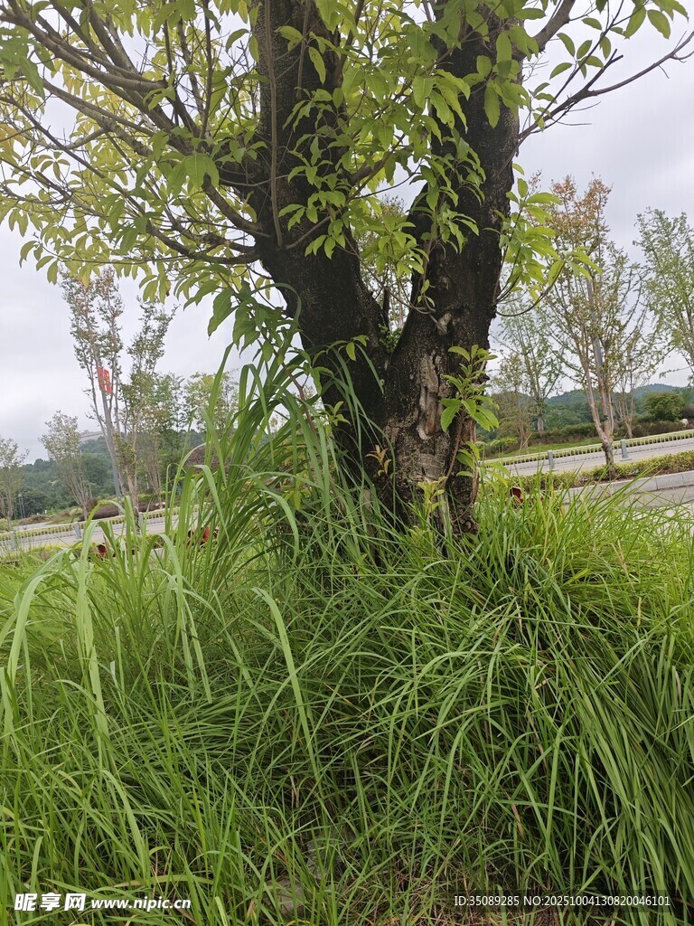 树下繁茂草丛的自然景象