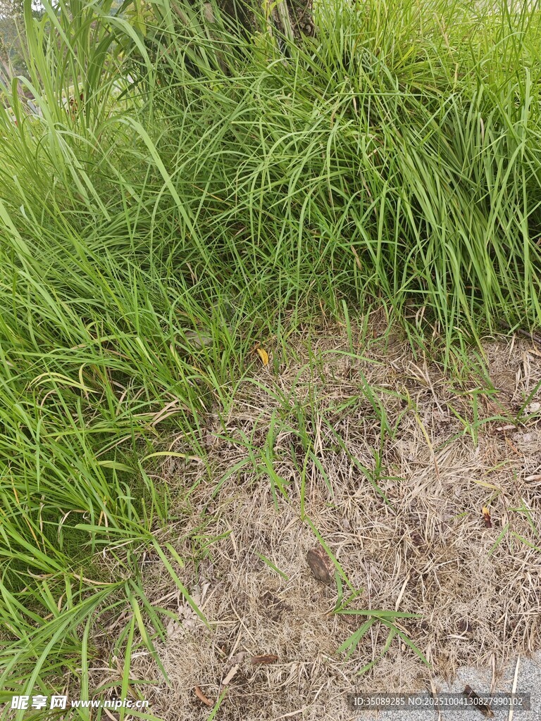 草地中的裸露土地