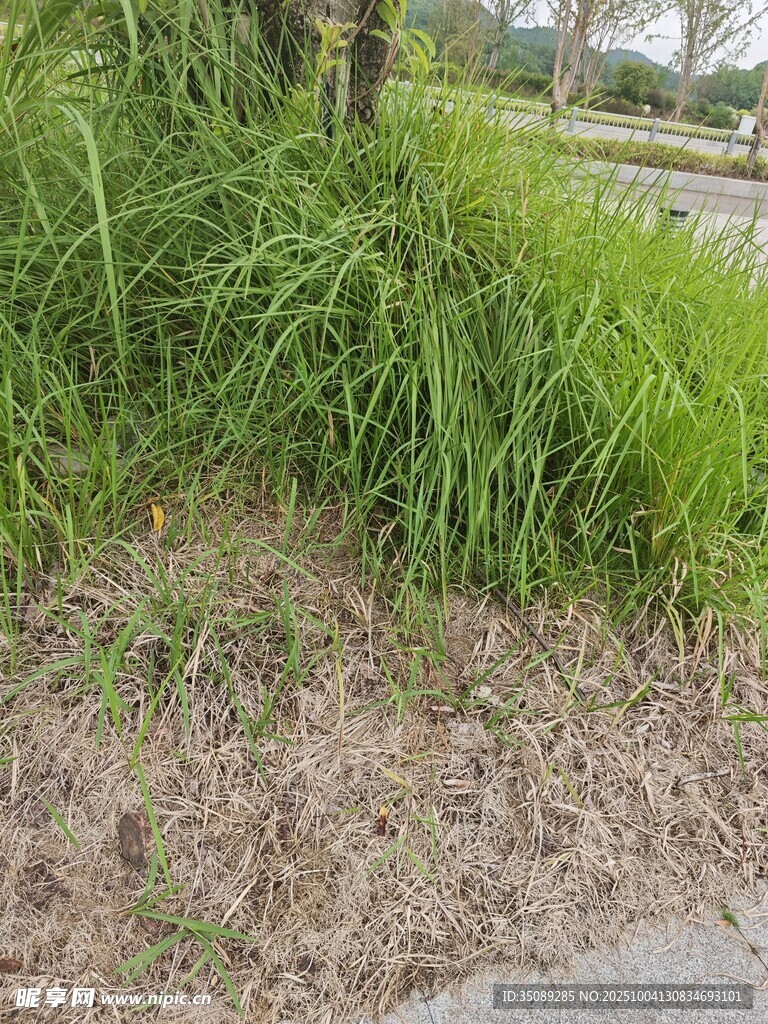 路边茂盛的绿草与枯叶