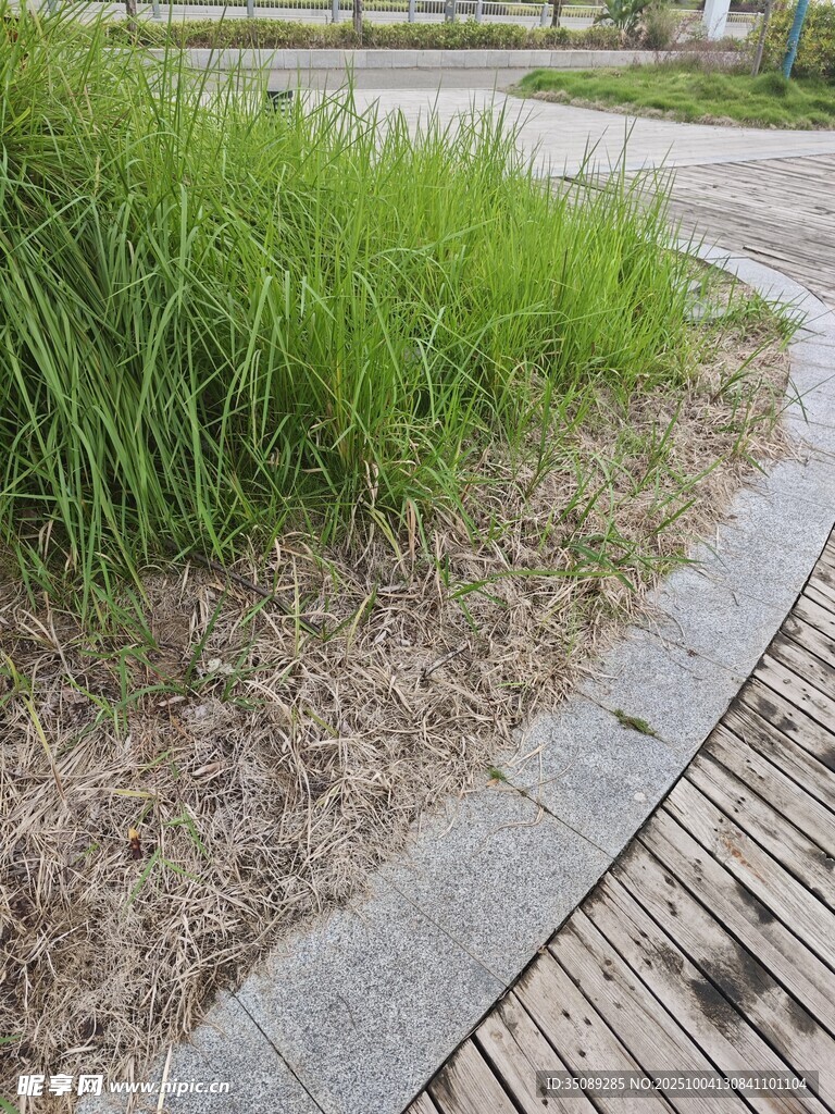 路边草地与木质步道景观