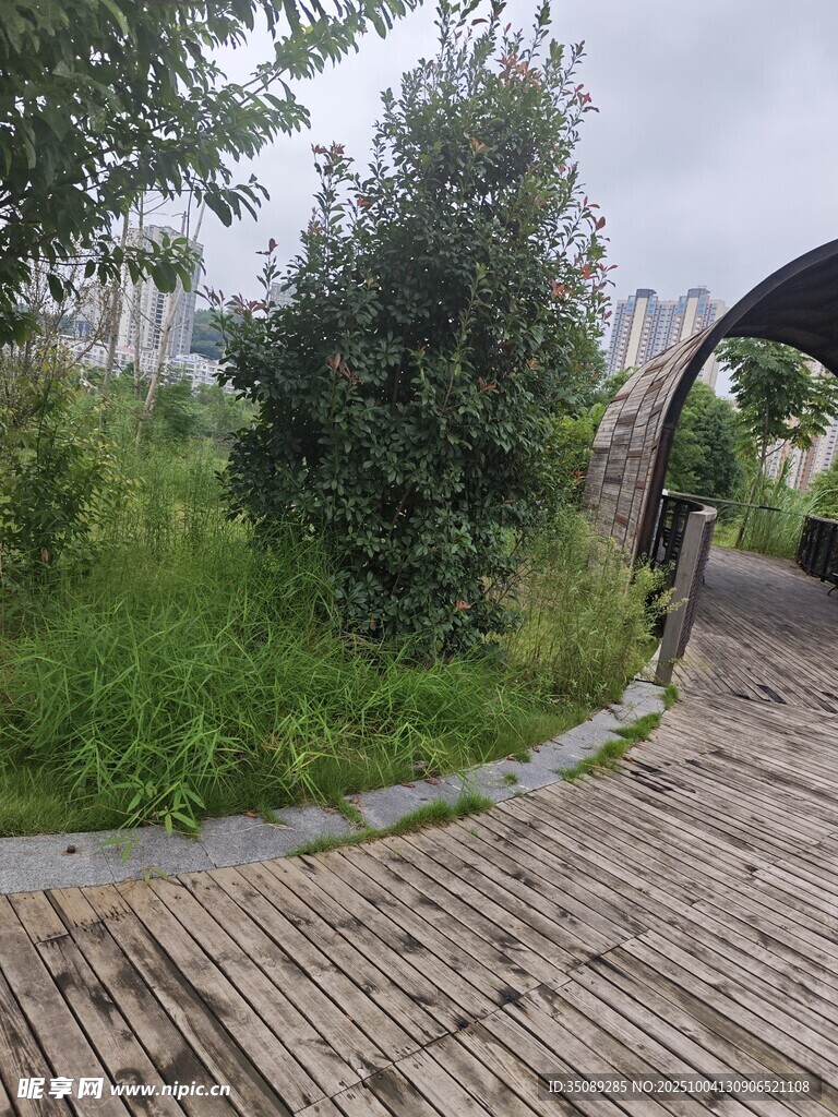 木质栈道旁的绿植景观