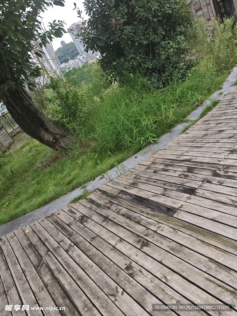 木质步道旁的绿植景观