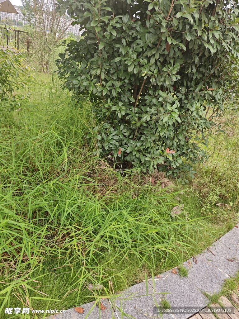 户外绿植与石板小径景观