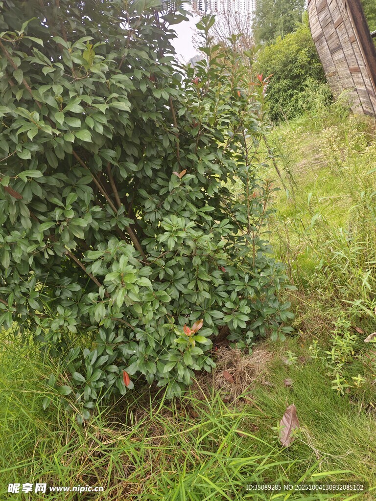 野外繁茂的绿色灌木丛