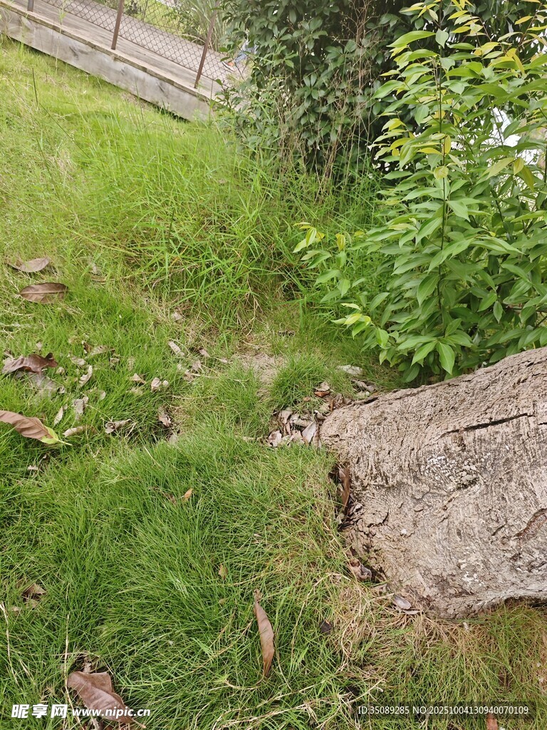 户外草地旁的破损地面