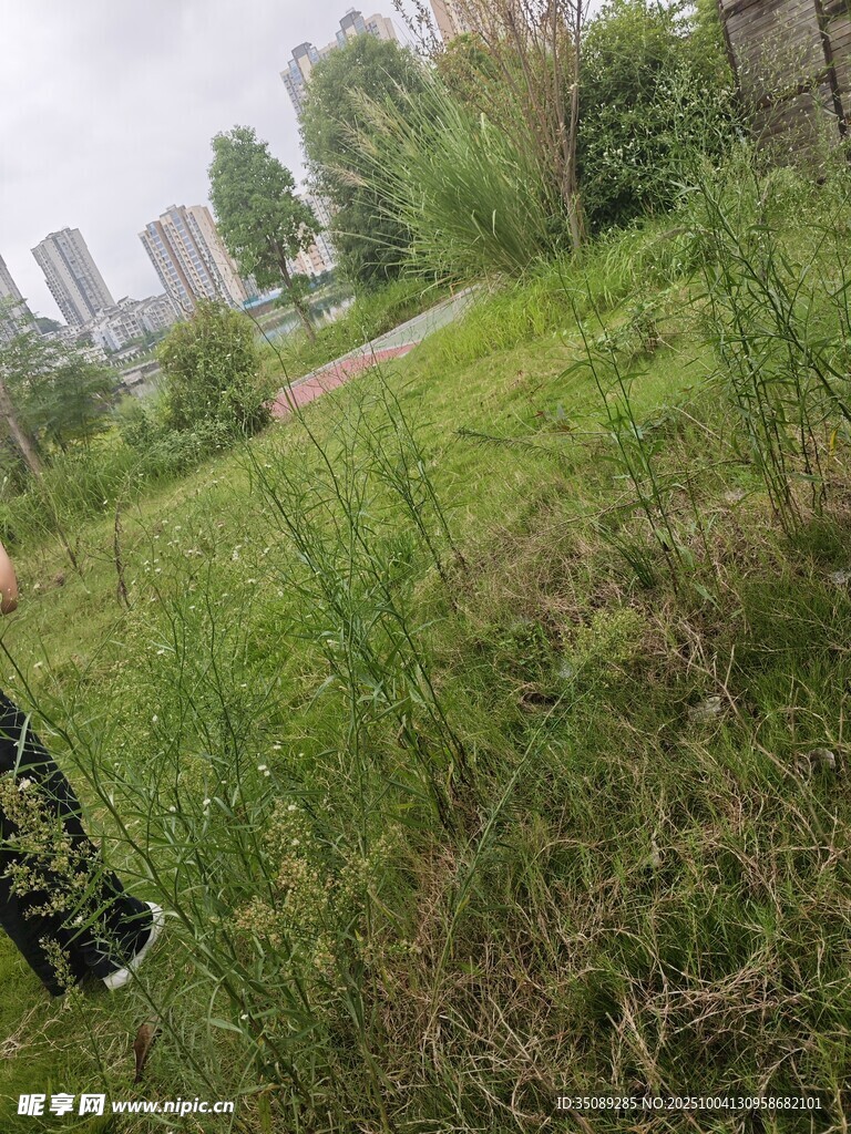 户外草地与远处建筑景观