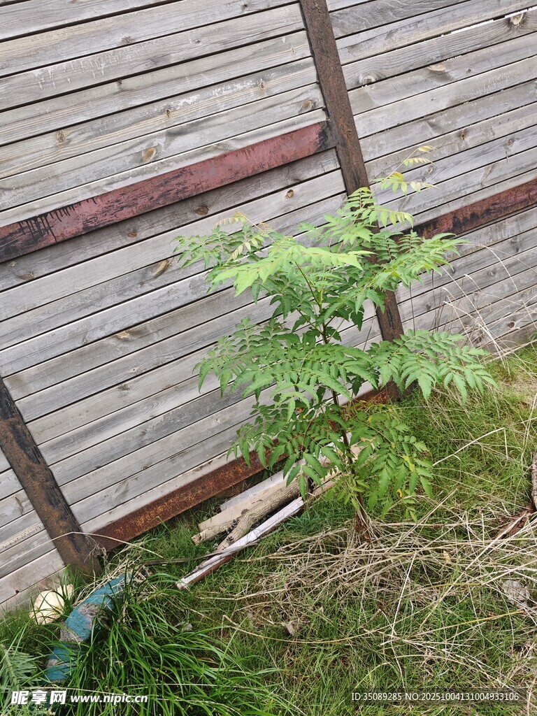 墙边生长的嫩绿植物