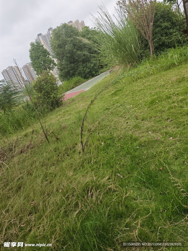 户外草地与蜿蜒小路景观