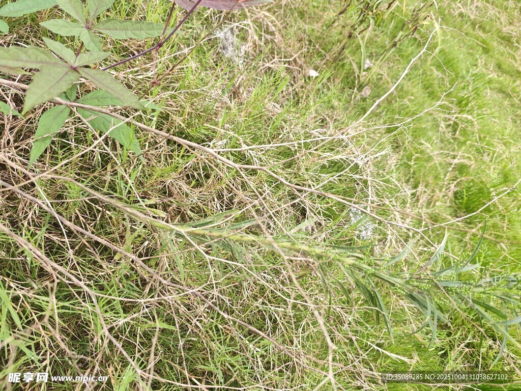 草丛中的植物细节