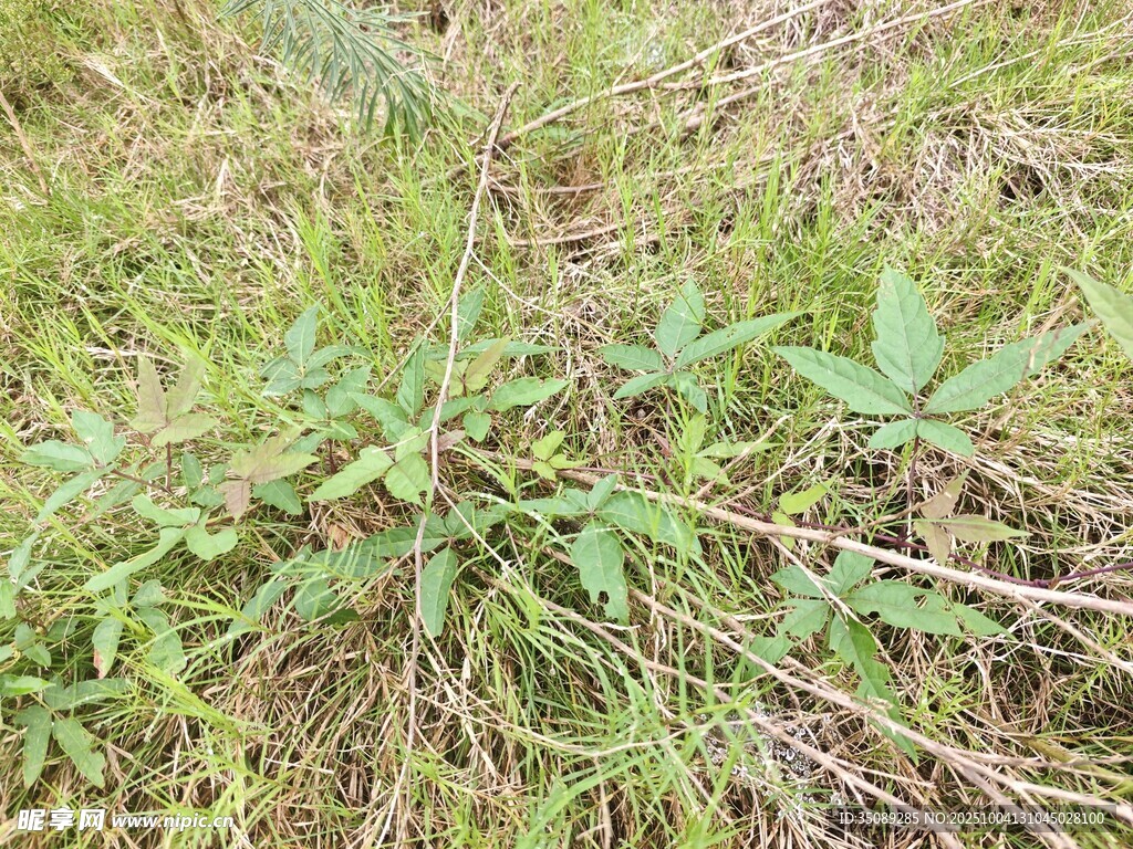 野外生长的绿色植物