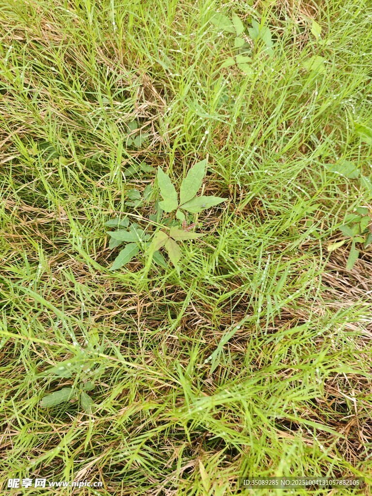 野外茂盛的绿色杂草