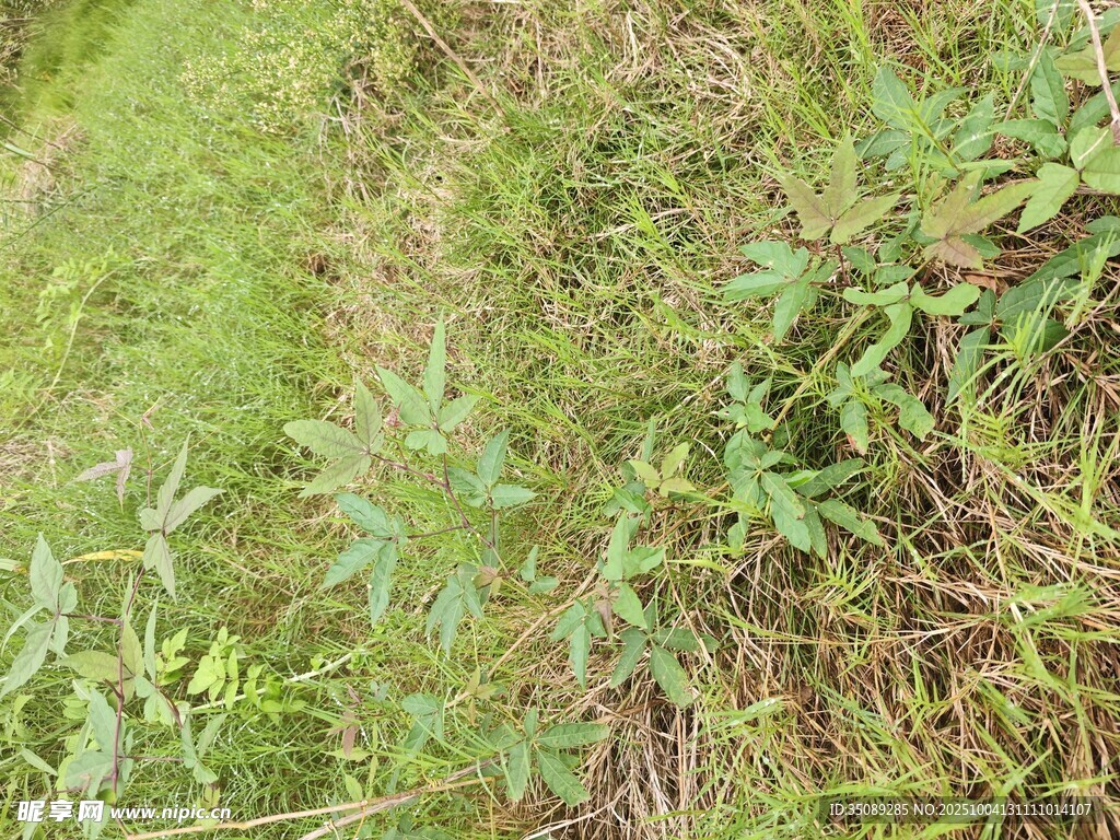 草地中的绿色植物景象