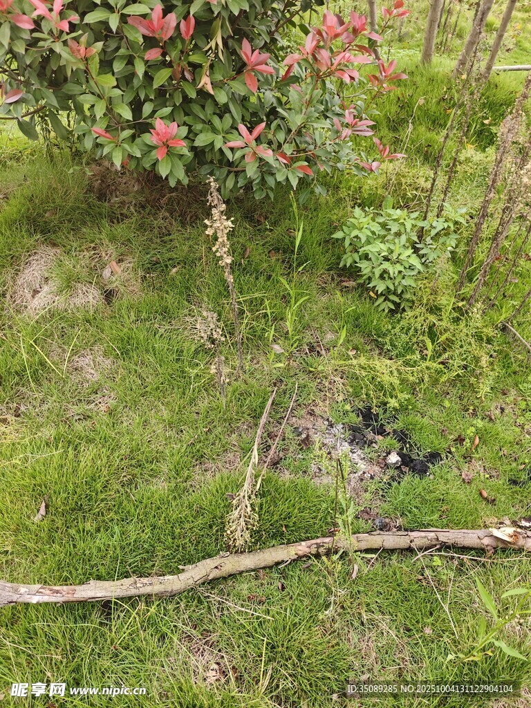 草地上的树枝与花丛