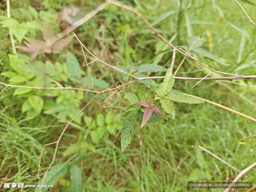 野外繁茂的绿色植物
