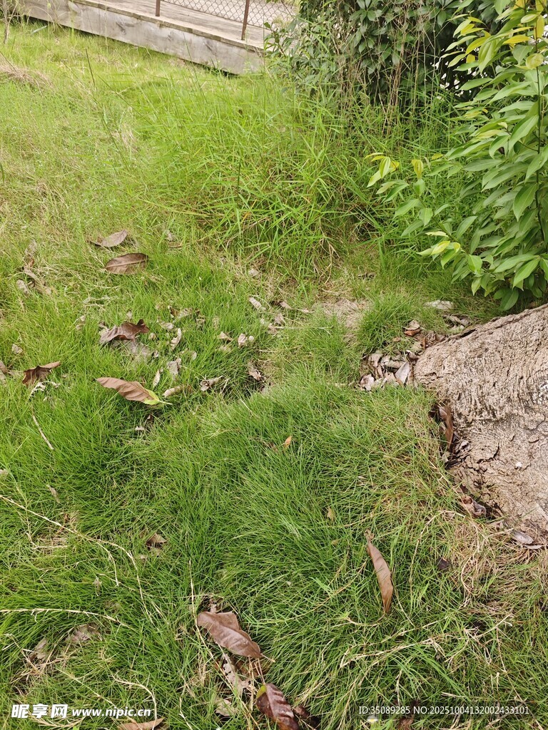 户外草地及周边景象