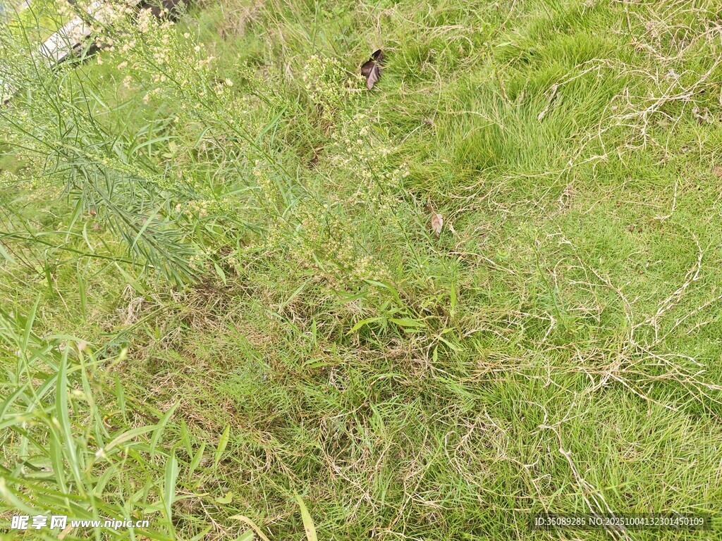 翠绿草地景象