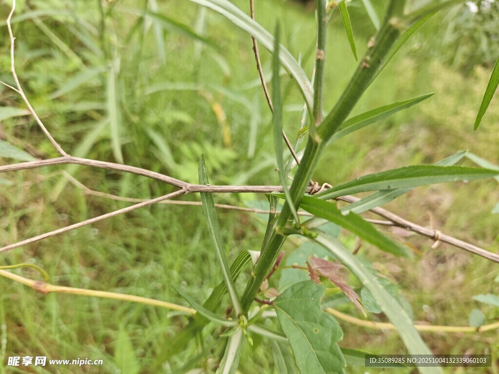 野外绿色植物特写