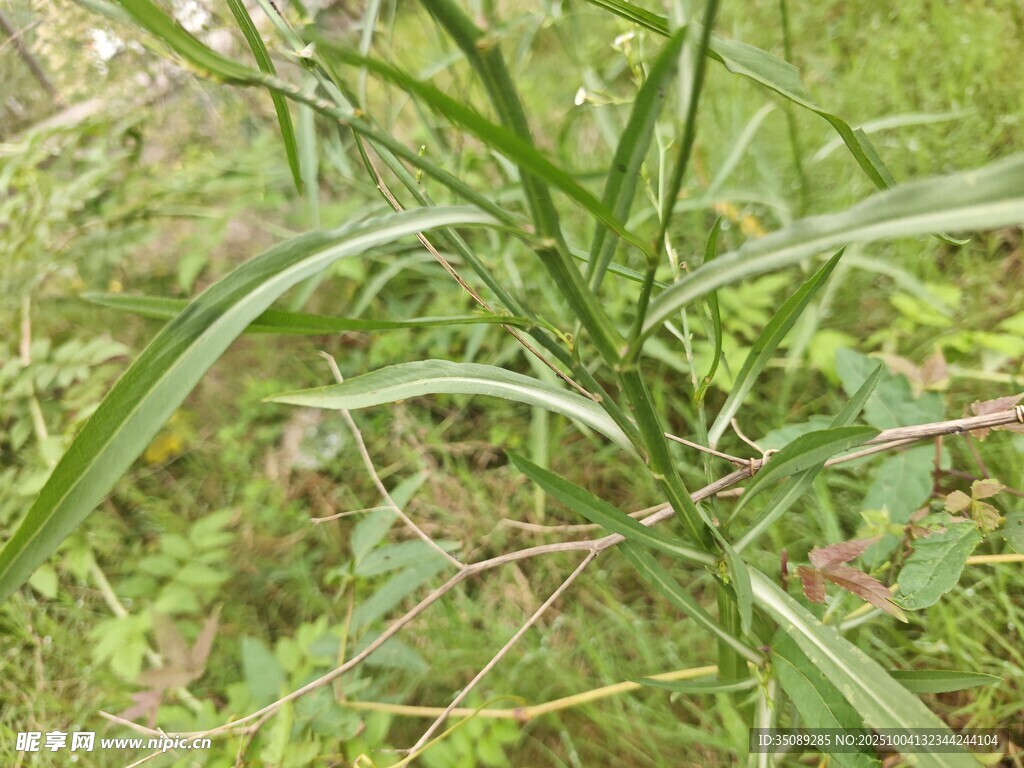 野外绿色长叶植物特写