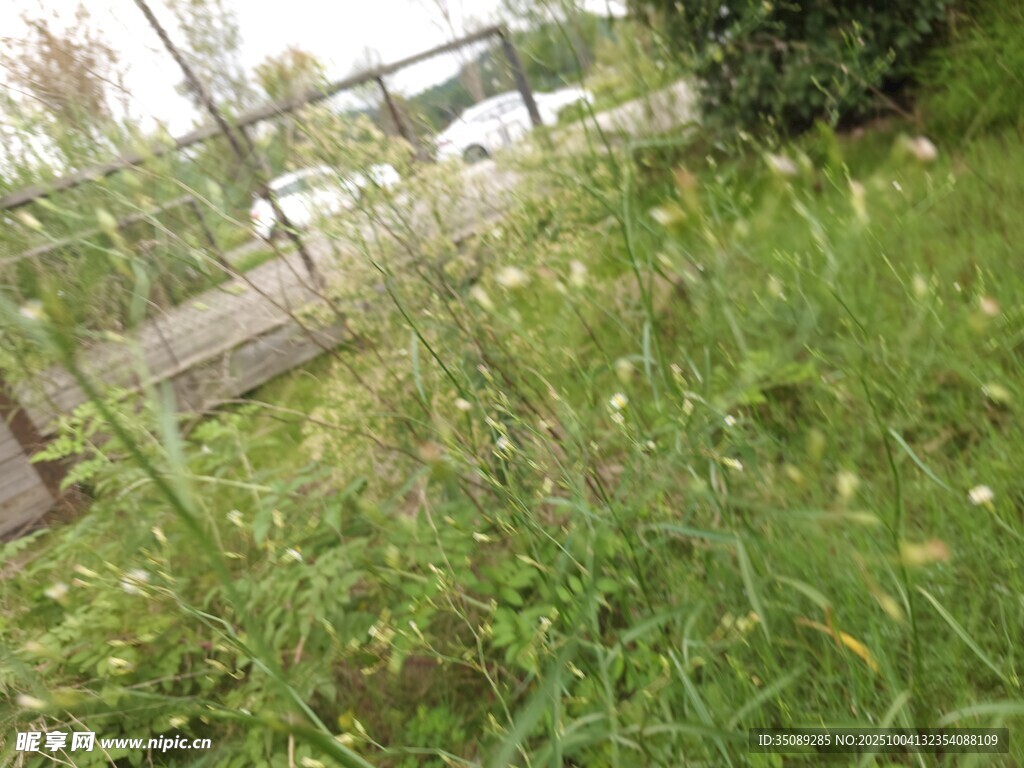 野外繁茂草地景象