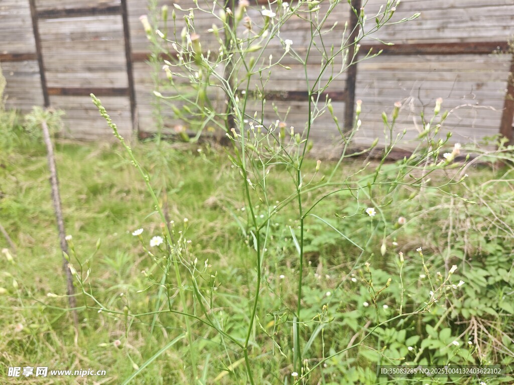 墙边生长的绿色植物