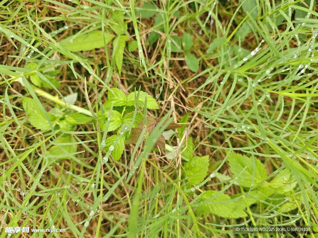 翠绿草地中的生机画面