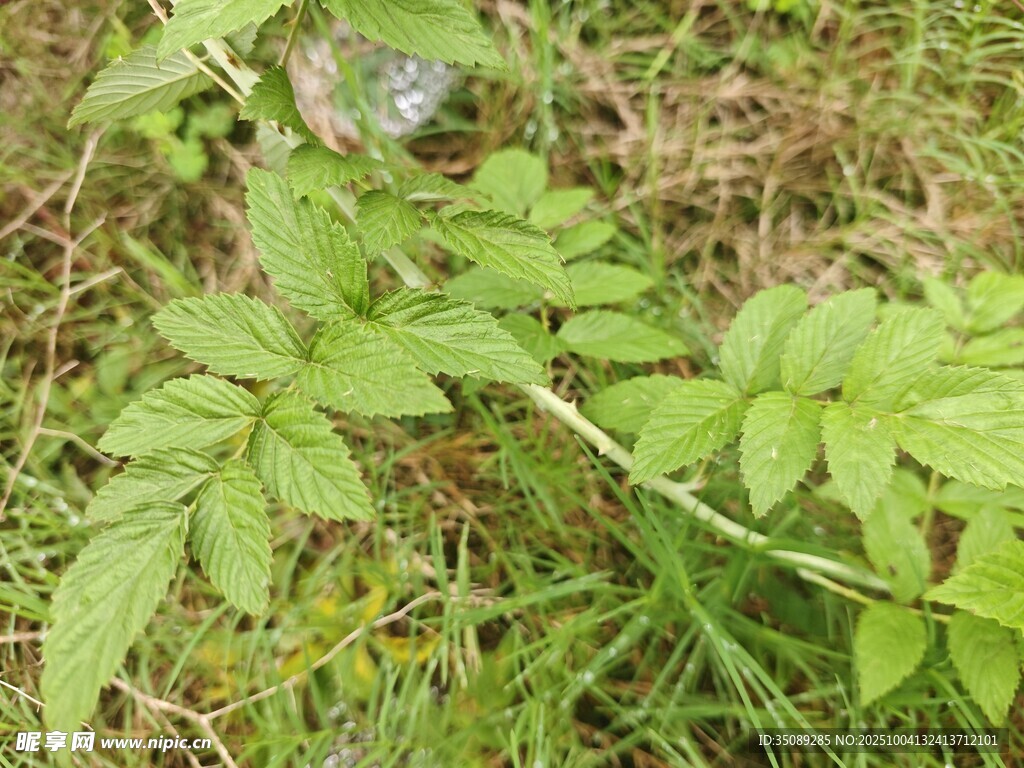 草丛中的嫩绿植物