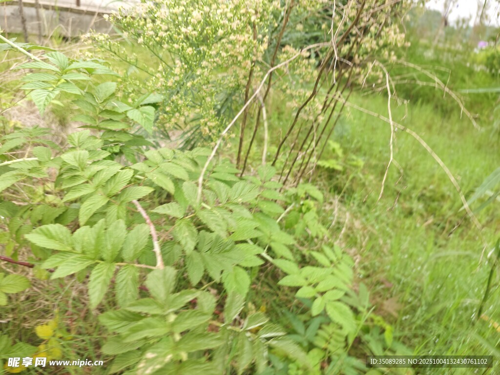 野外繁茂绿植景象