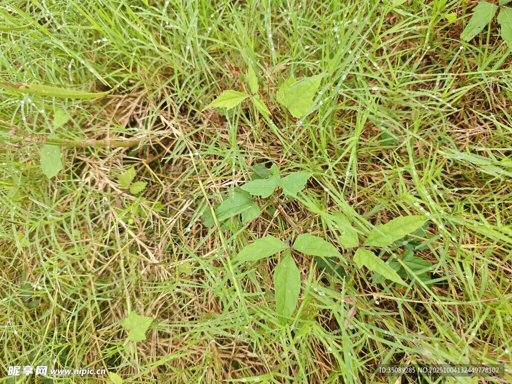 地面上的嫩绿植物