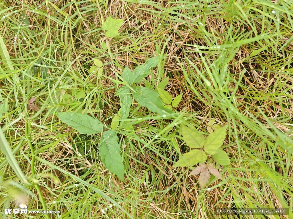 草丛中的嫩绿植物