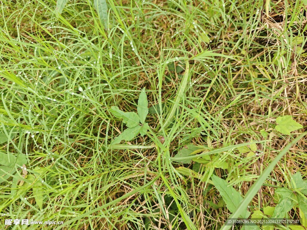 嫩绿草地中的蓬勃野草