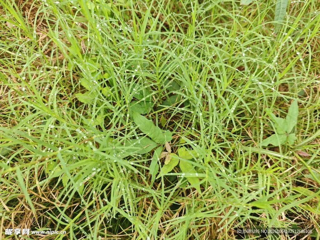 嫩绿繁茂的野生草丛