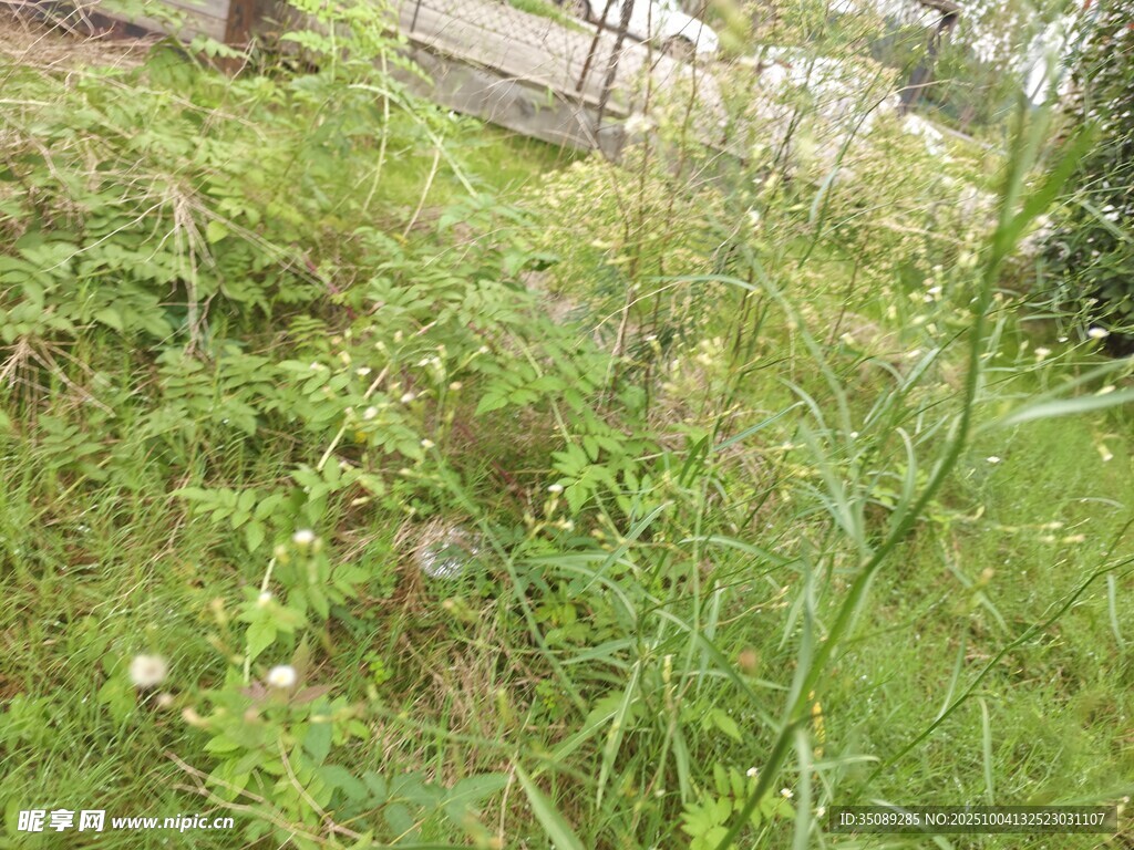 户外繁茂绿植景象