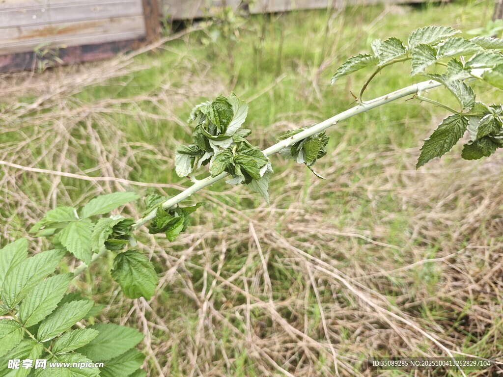 田间植物断枝