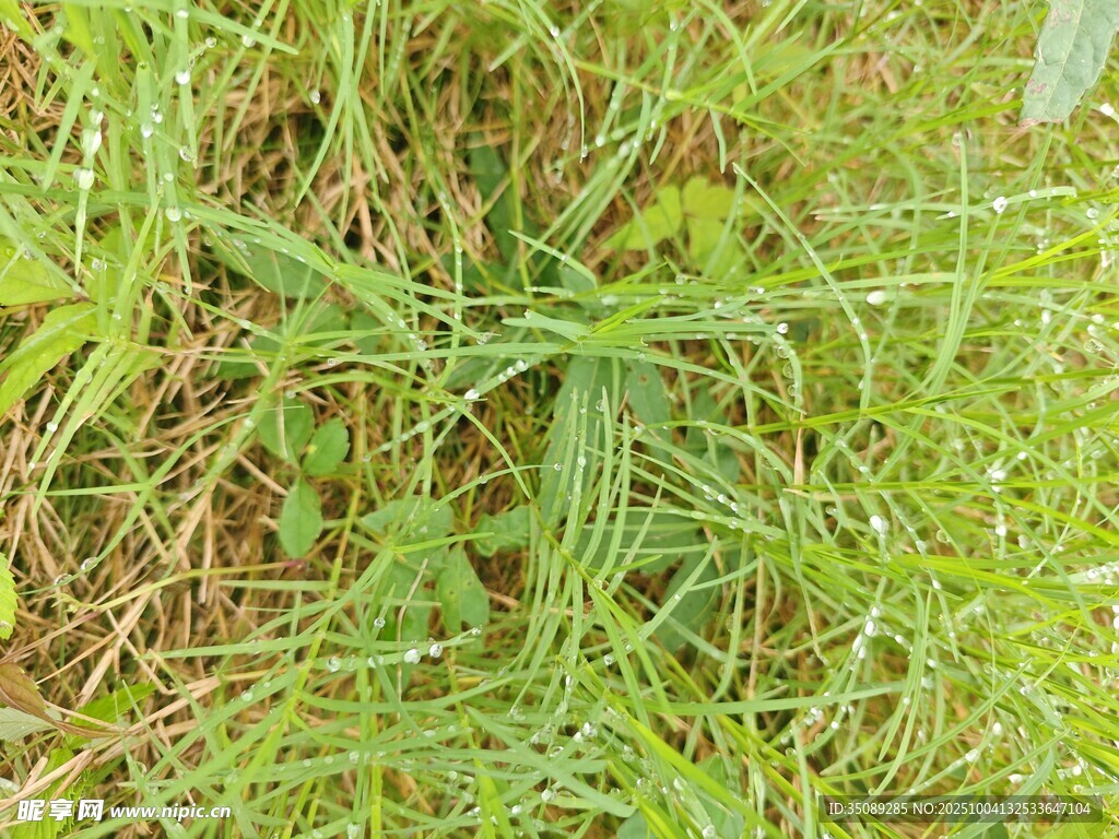 草丛中的绿植特写