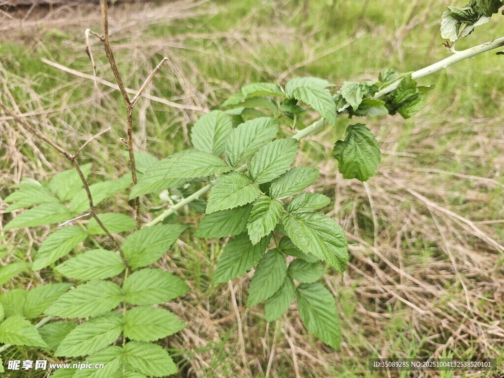 野外嫩绿植物枝叶特写