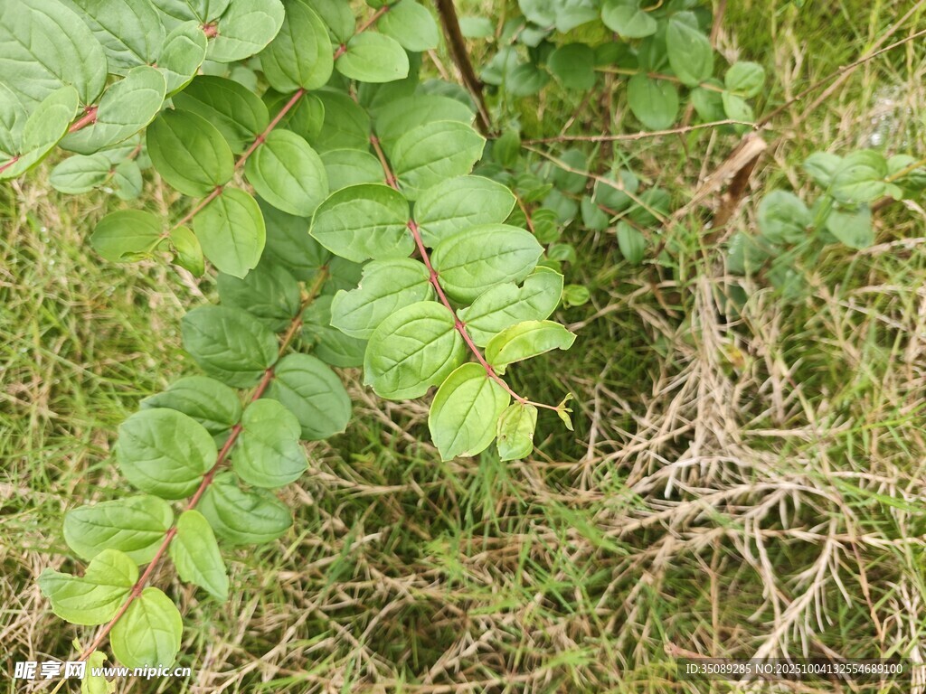 草丛中的绿色植物与根系